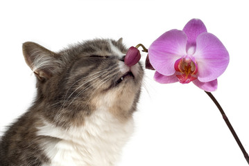 cat and orchid