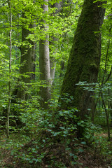 European summer deciduous forest with linden tree in foreground