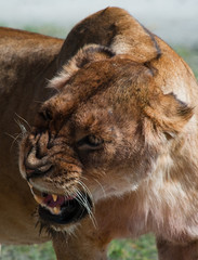 Snarling lioness