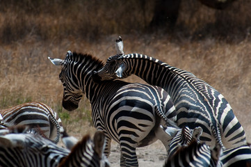 Fototapeta na wymiar Two male zebras fighting