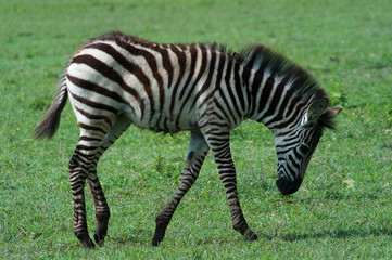 Fototapeta na wymiar Baby zebra grazing