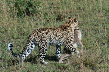 Leopard returning with fresh kill