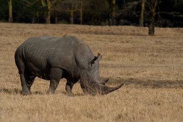 Obraz premium African white rhino