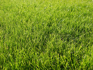 green lawn