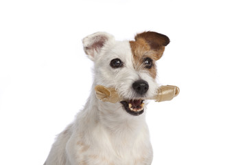jack russell terrier holding a bone standing