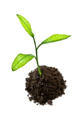 plant