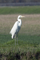 Great white egret