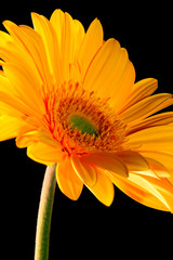gerbera