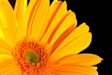 gerbera