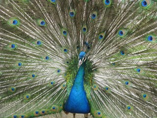 Obraz premium pavo real