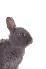 grey bunny portrait, isolated