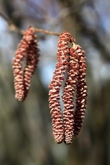 Detail photo Lamb's-tails