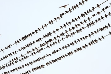 Fototapeta premium Birds