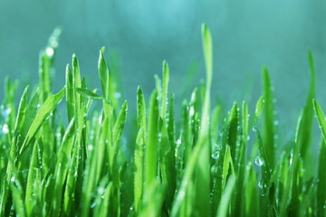 Obraz premium Green grass