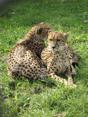 Fototapeta na wymiar Two leopards