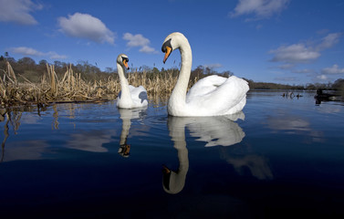 A pair of swans