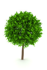 Fototapeta premium tree isolated on white background with clipping path
