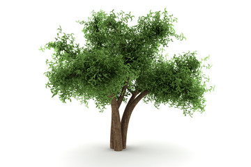 tree isolated on white background with clipping path