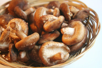 shiitakepilze