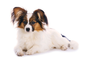 Young papillon