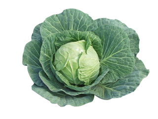 Cabbage isolated on white background