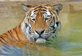 Fototapeta na wymiar Bengal Tiger kąpieliskach