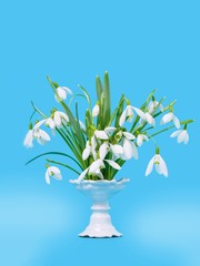 Snowdrops in a vase