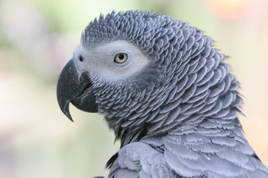 Gray pariot