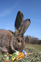 Osterhase