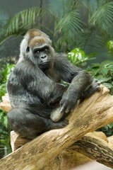 Endangered Western Lowland Gorilla