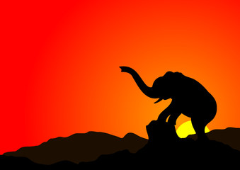 Elephant in sunset