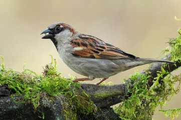 Spatz 3