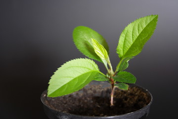 Jungpflanze