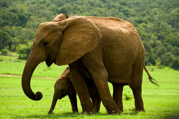 Elefant mit Jungem