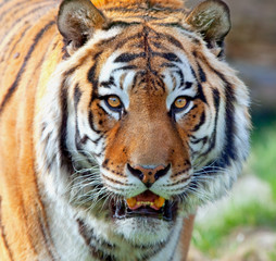 Naklejka premium Tiger