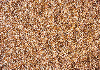 buckwheat background