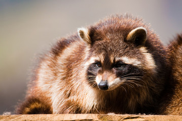 racoon (lat. Procyon lotor)