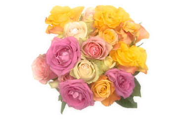 Pastel roses