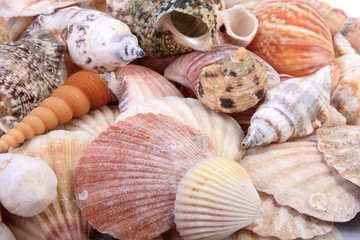 Sea Shells