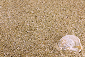 Fototapeta na wymiar sand and sea shell