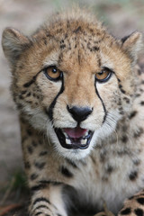 Obraz na płótnie Canvas Portrait of a Cheetah