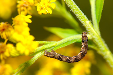 caterpillar on flower