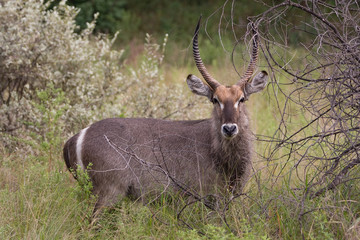 Young Waterbuck Bull