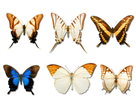 Butterflys on white background