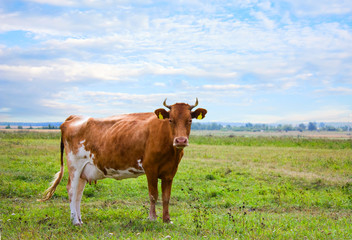 red cow on meadow