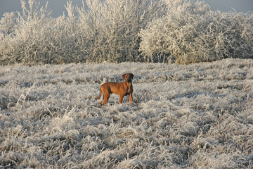 rhodesian ridgeback