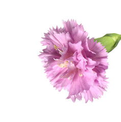 purple mauve carnation flower