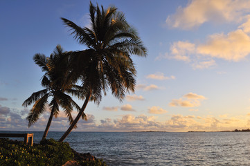 Fototapeta na wymiar Caribbean sunrise and palm trees