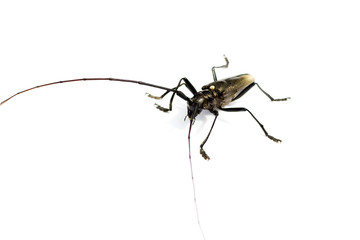 Capricorn beetle