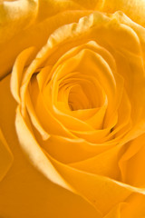 Obraz na płótnie Canvas orange rose petals